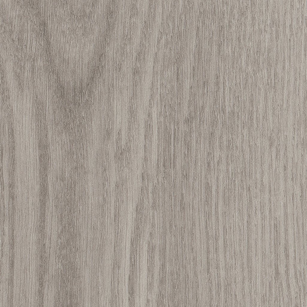 Philadelphia Commercial Willow Oak 12m - Silver Oak