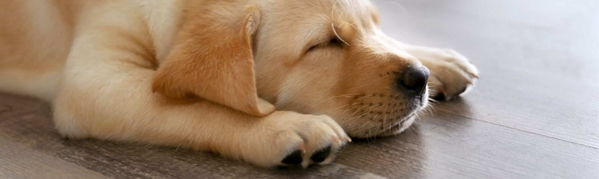 Pets vs. Floors: Real-Life Solutions for Pet-Friendly, Stylish Spaces