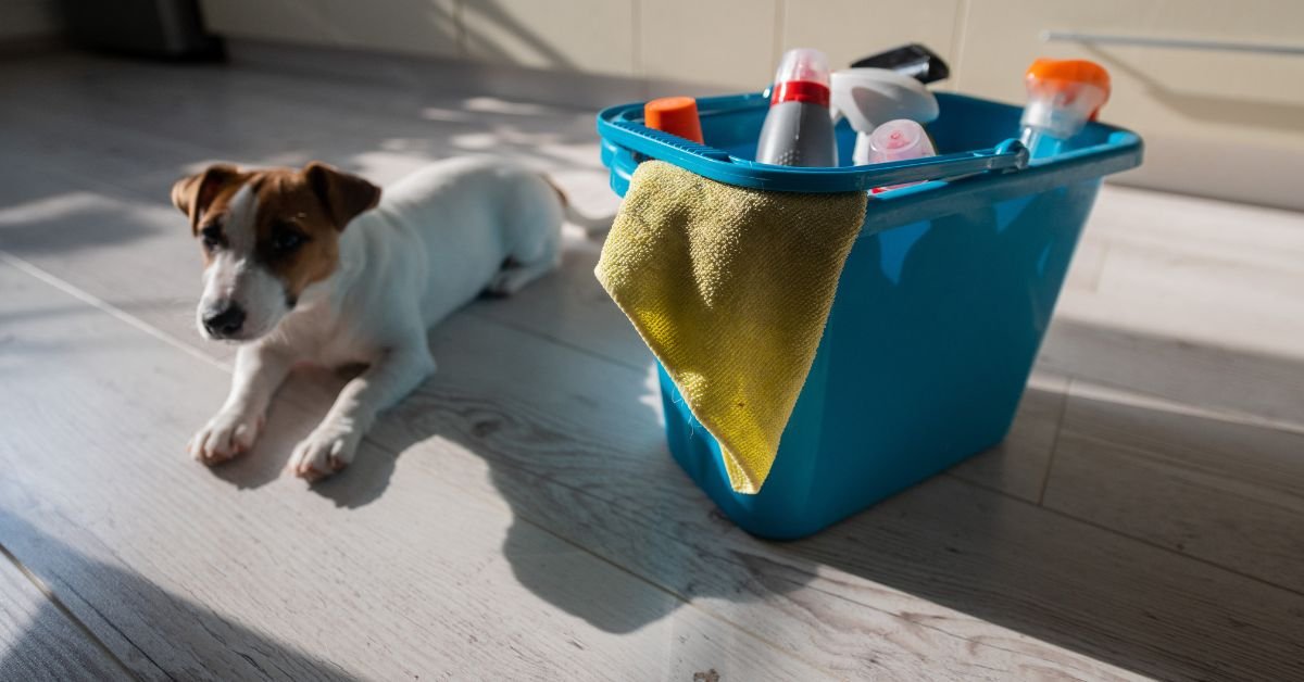 pet mess prevention