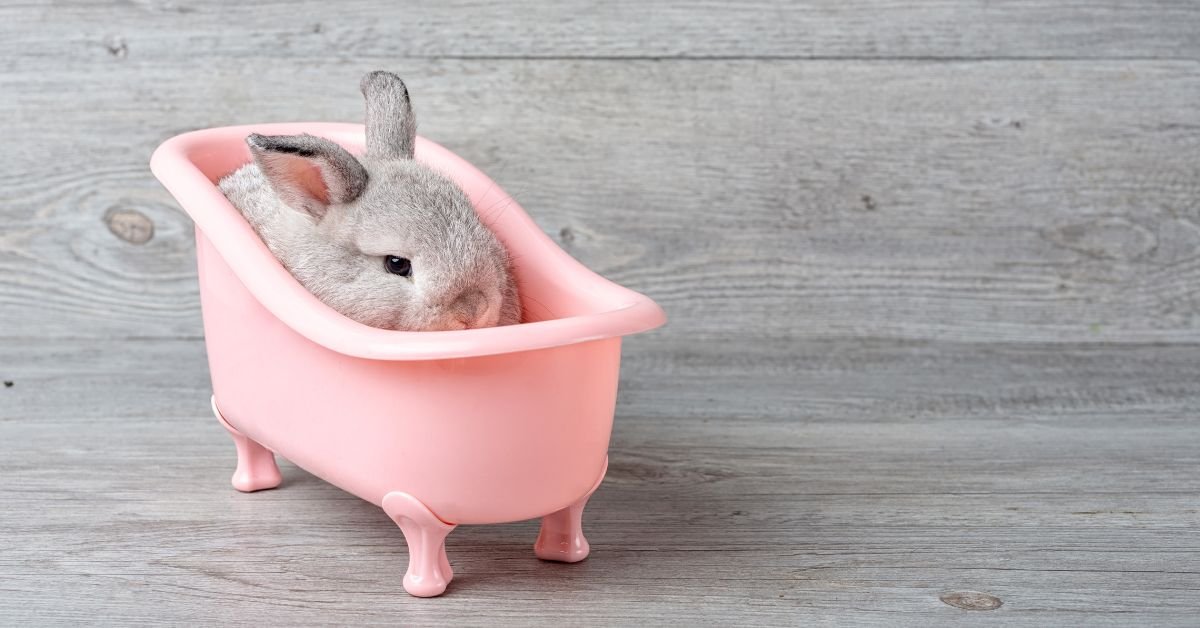 bunny on laminate flooring
